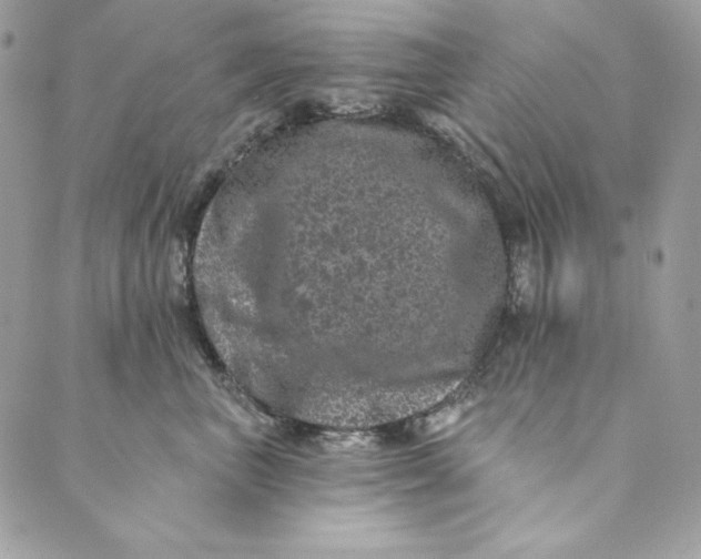 X0000088890667200706291441