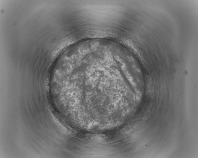 X0000088890683200706291440