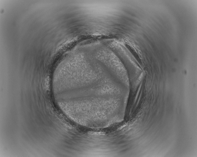 X0000088890689200706291440