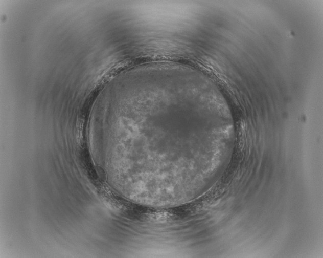 X0000088890695200706291440