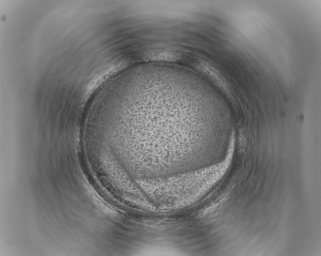 X0000088890725200706291439