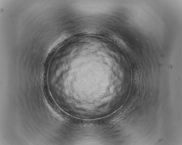 X0000088890730200706291439