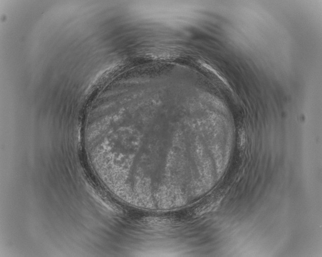 X0000088890733200706291439