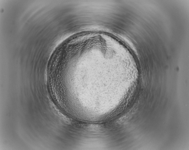 X0000088890839200706291438