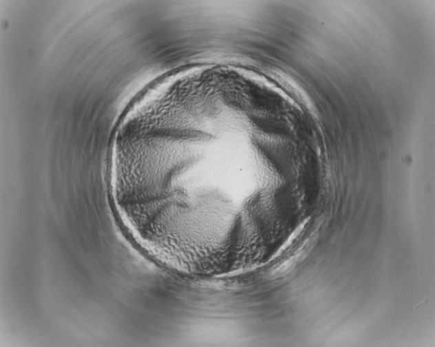 X0000088890855200706291438