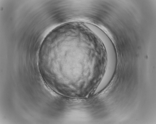 X0000088890862200706291438