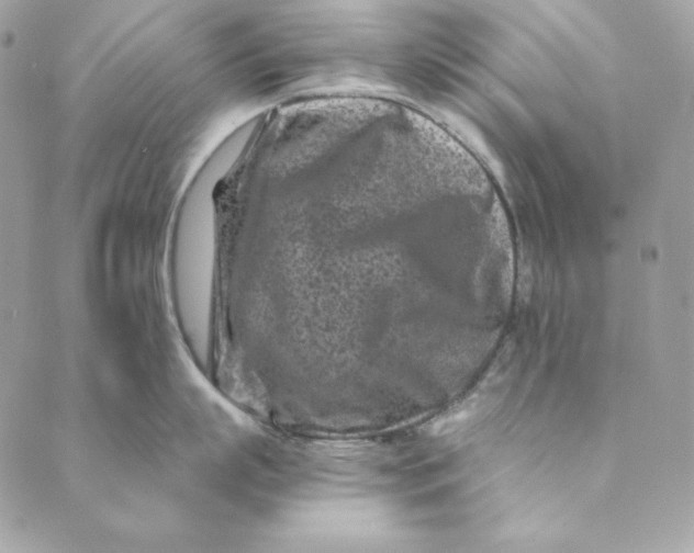 X0000088890863200706291438