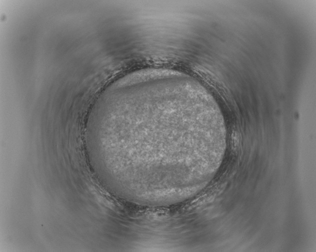 X0000088890865200706291437