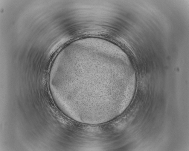 X0000088890874200706291437