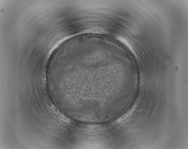 X0000088890923200706291436