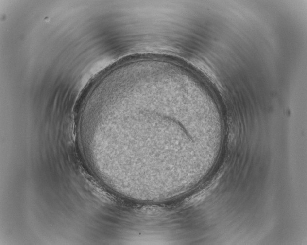 X0000088890974200706291435