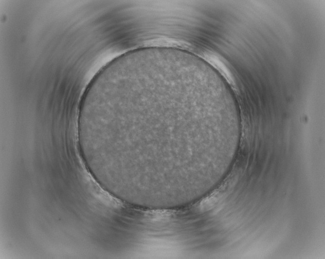 X0000088891000200706291435