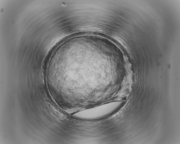 X0000088891022200706291434