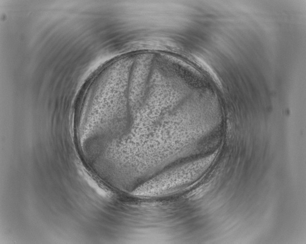 X0000088891035200706291435