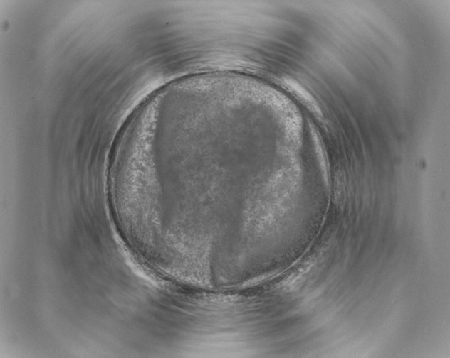 X0000088891039200706291435