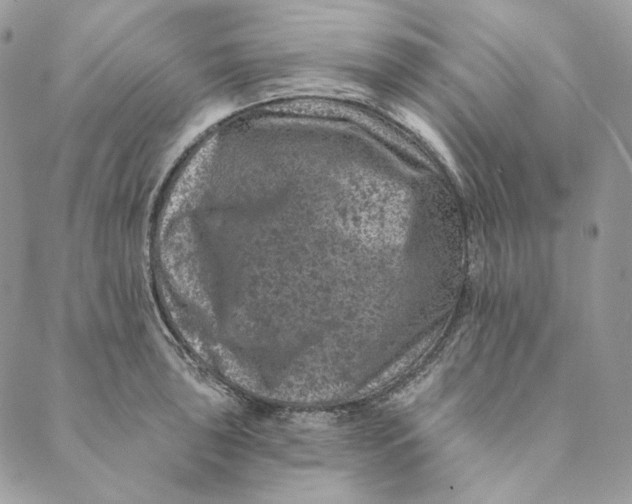 X0000088891043200706291435