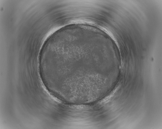 X0000088891045200706291435