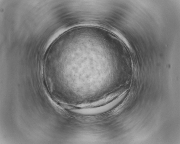 X0000088891101200706291433