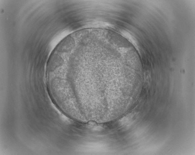 X0000088891103200706291433