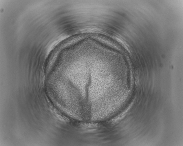 X0000088891117200706291433