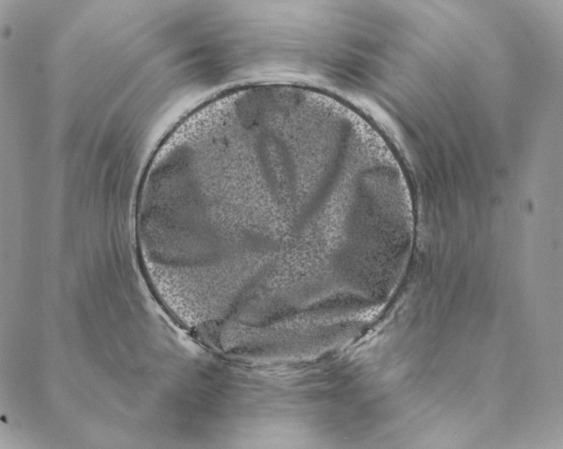 X0000088891191200706291432