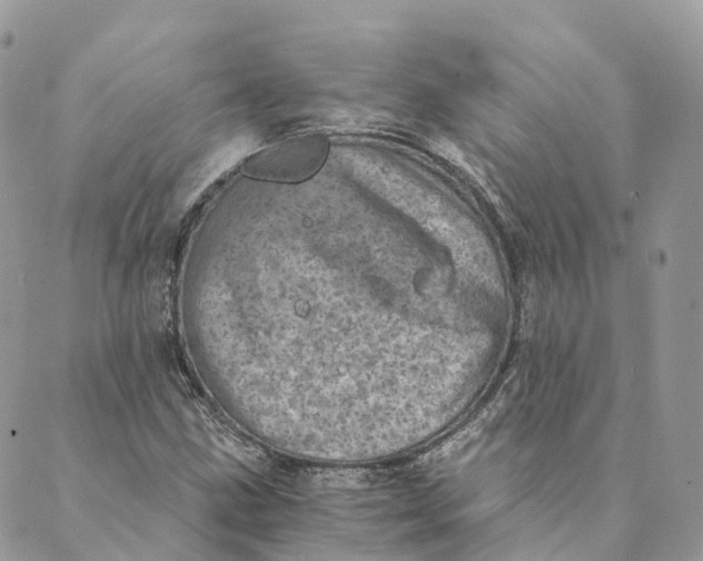 X0000088891211200706291431