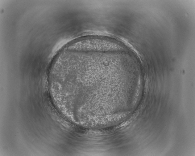 X0000088891215200706291431