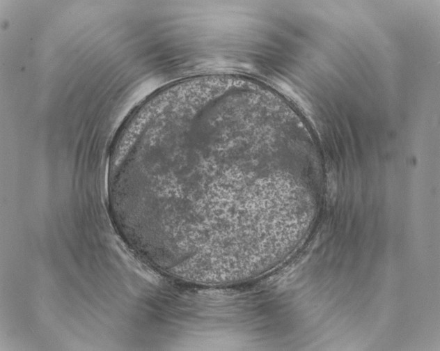 X0000088891227200706291431