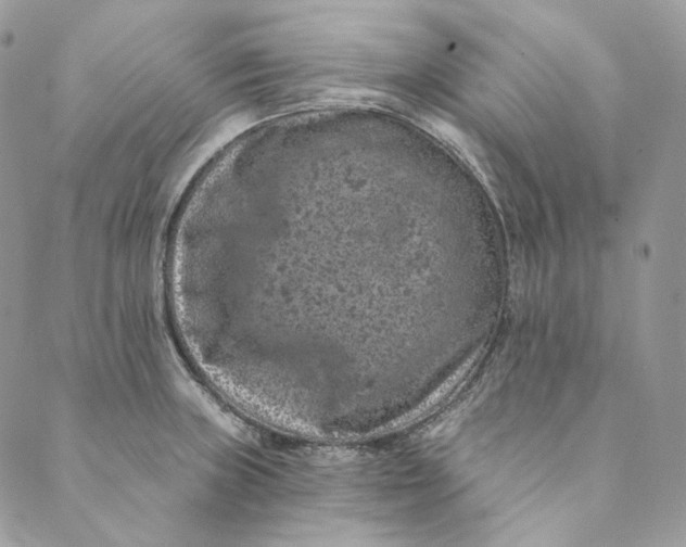 X0000088891235200706291432