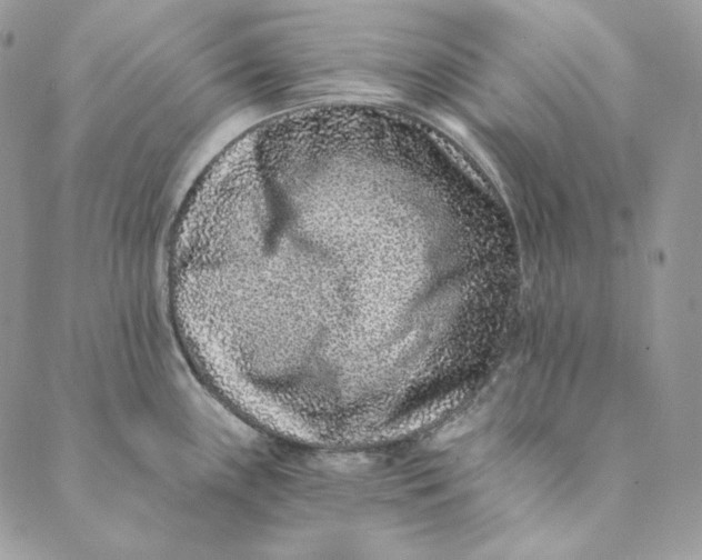 X0000088891243200706291432