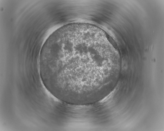 X0000088891247200706291432