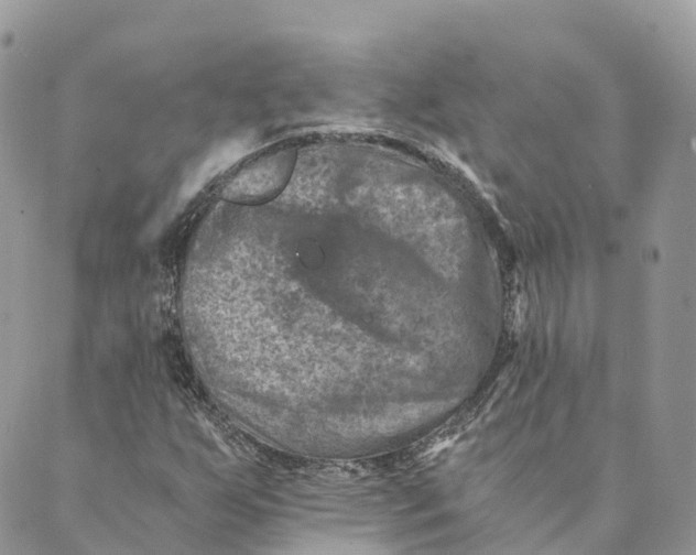 X0000088891255200706291431