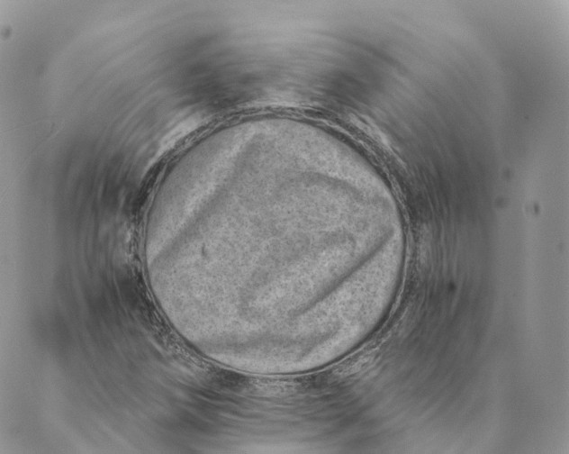 X0000088891258200706291431