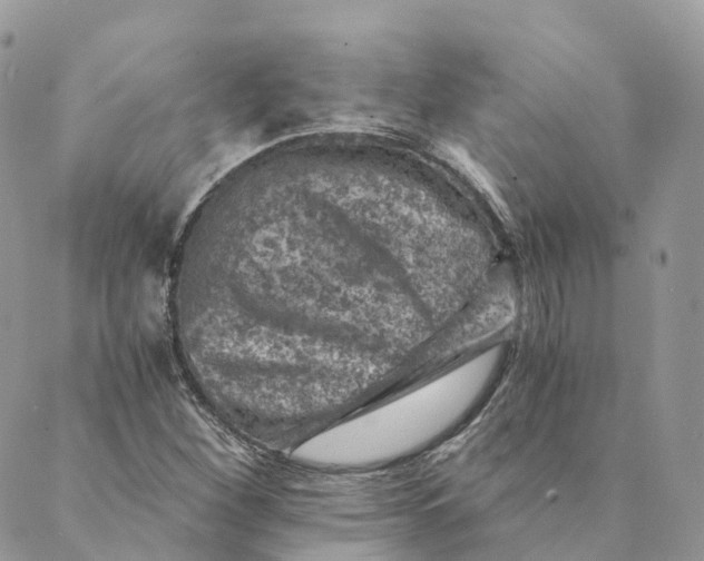 X0000088891260200706291431