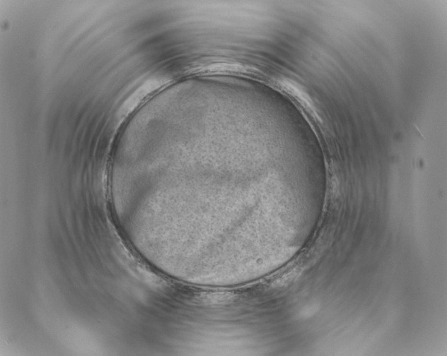 X0000088891282200706291430