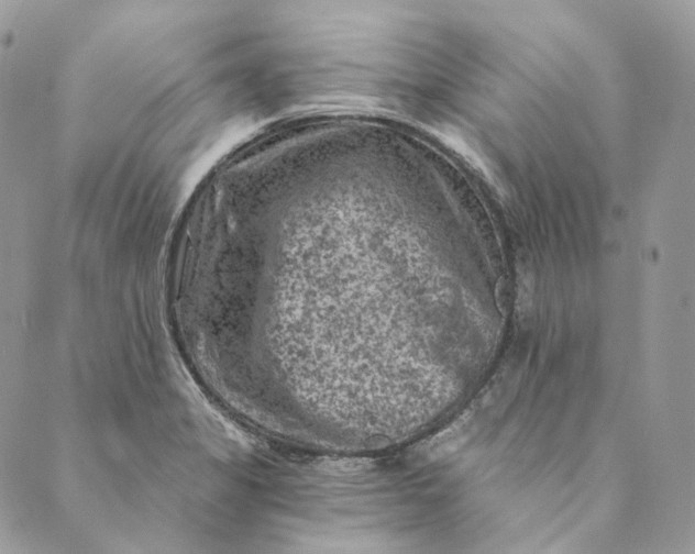 X0000088891325200706291430