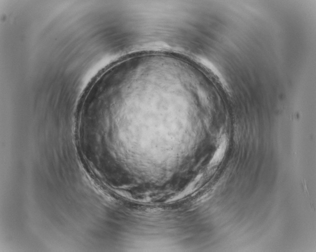 X0000088891326200706291430