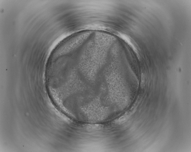 X0000088891331200706291430