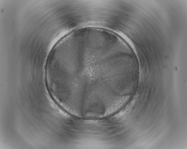 X0000088891341200706291430