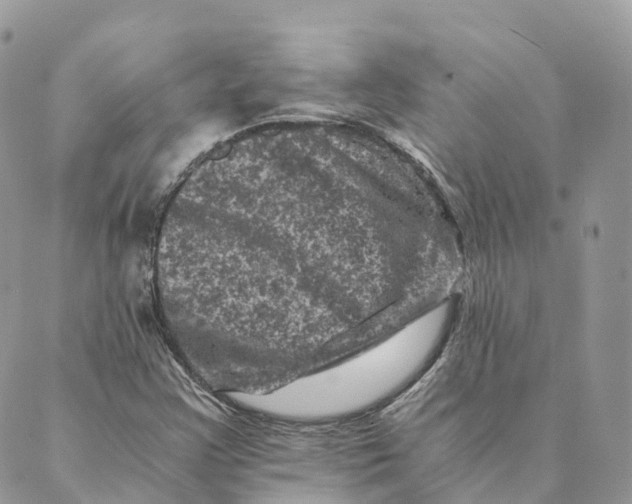 X0000088891355200706291429