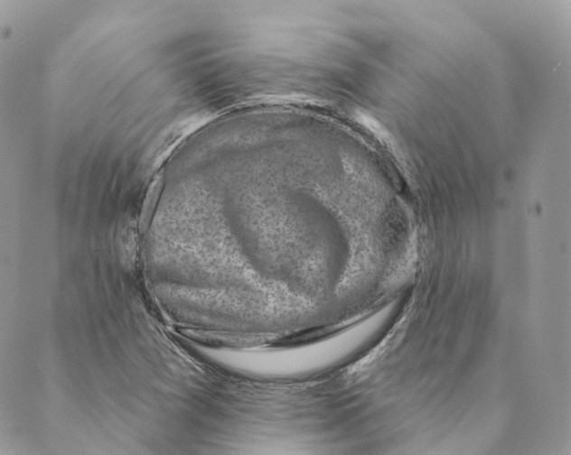 X0000088891361200706291429