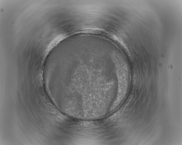 X0000088891362200706291429