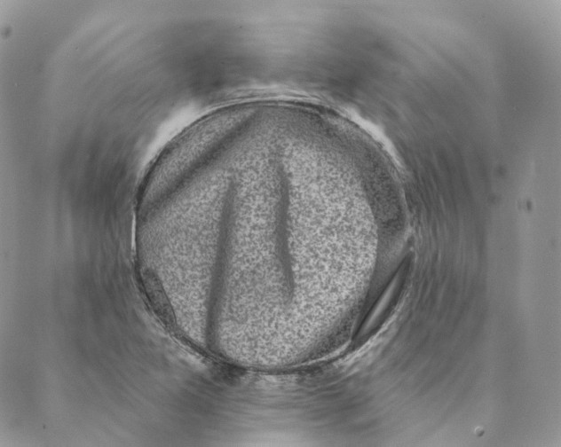 X0000088891365200706291429