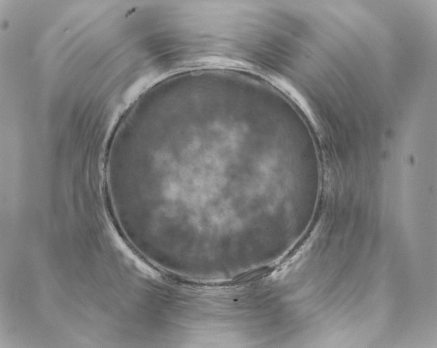 X0000088891381200706291429