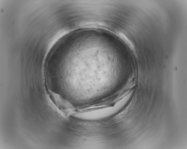 X0000088891384200706291429