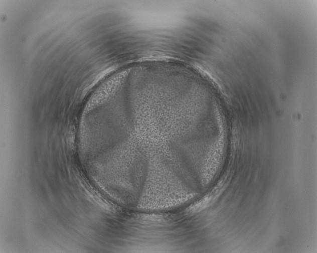 X0000088891401200706291428