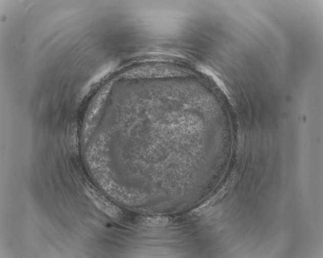 X0000088891403200706291428