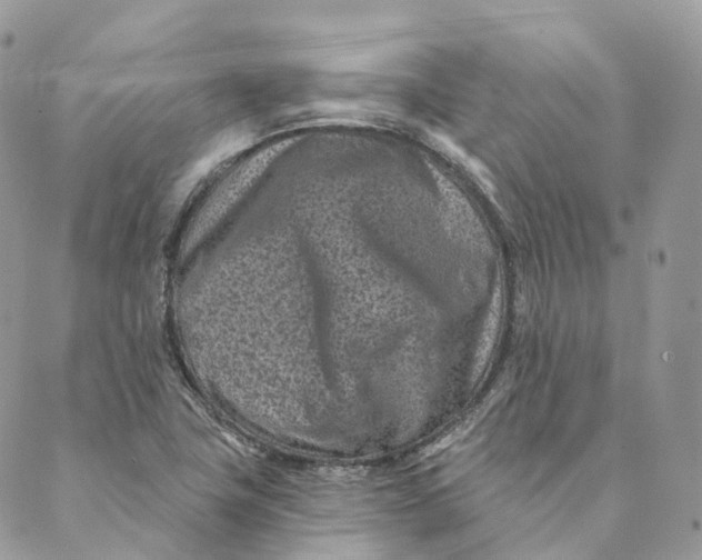 X0000088891411200706291428