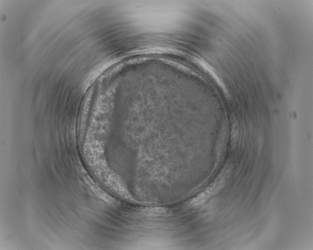 X0000088891417200706291428