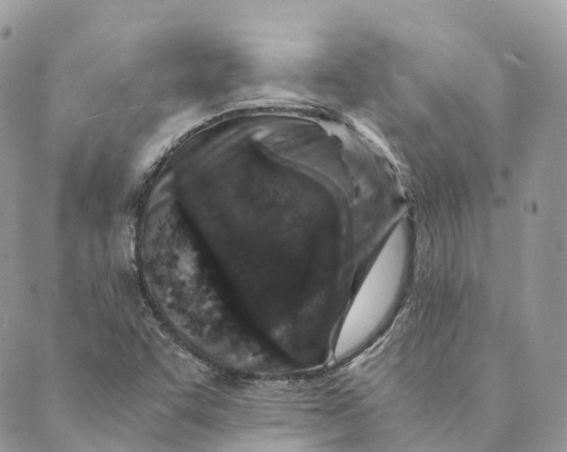 X0000088891455200706291428